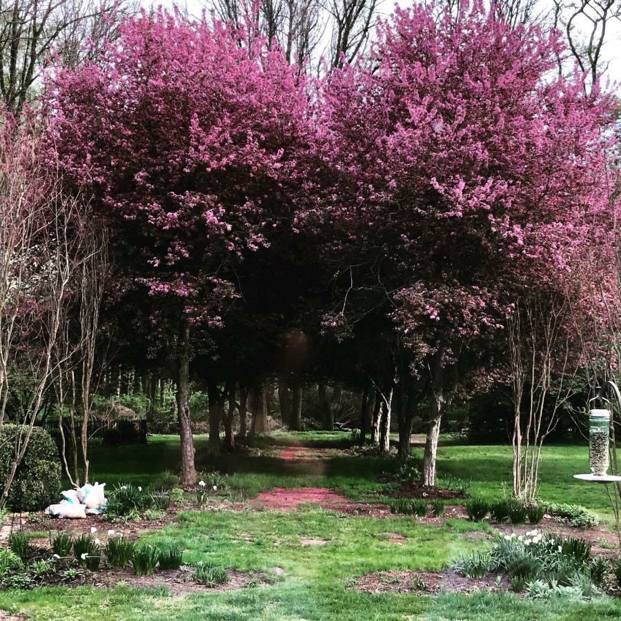 Wild Wisteria Bed and Breakfast Chadds Ford Eksteriør billede