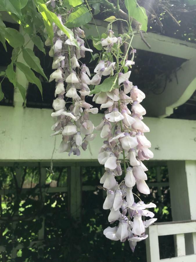 Wild Wisteria Bed and Breakfast Chadds Ford Eksteriør billede